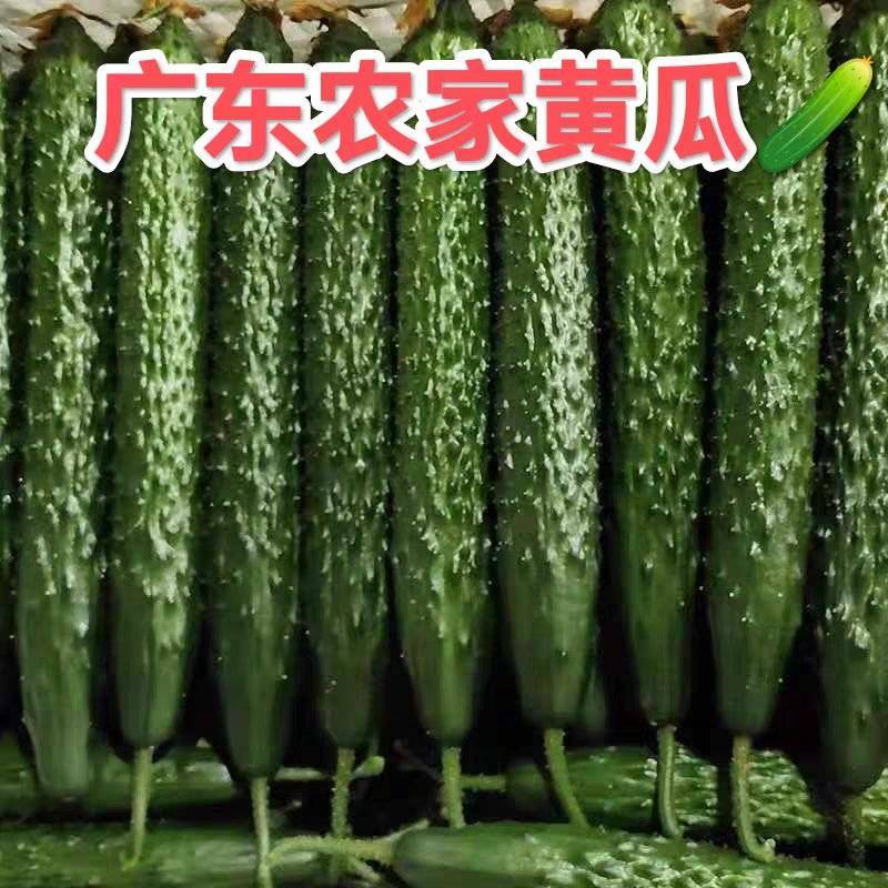 《广东黄瓜》水瓜，密刺黄瓜，产地货源，质量三包代发
