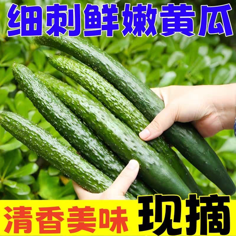 《广东黄瓜》水瓜，密刺黄瓜，产地货源，质量三包代发