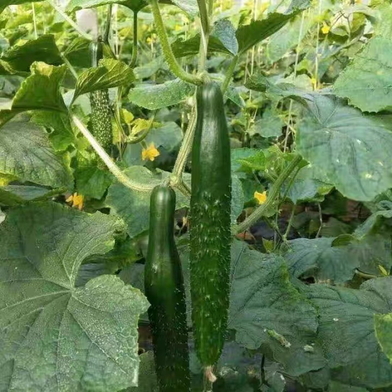 《广东黄瓜》水瓜，密刺黄瓜，产地货源，质量三包代发