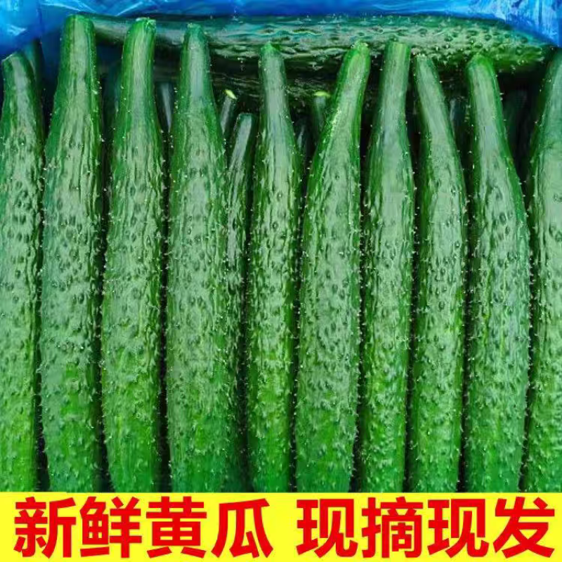 《广东黄瓜》水瓜，密刺黄瓜，产地货源，质量三包代发