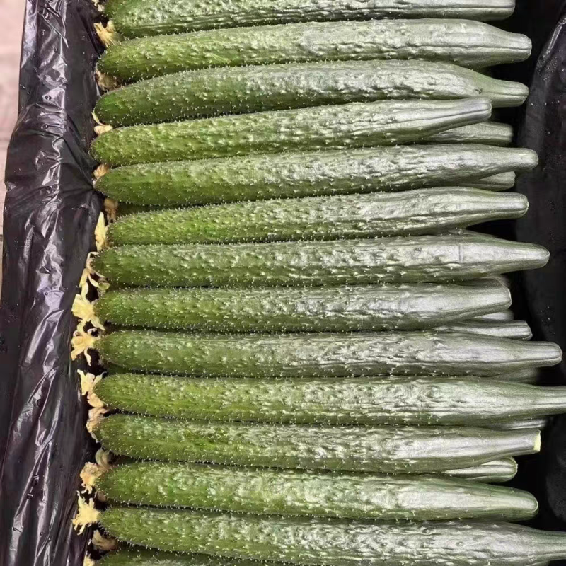 《广东黄瓜》水瓜，密刺黄瓜，产地货源，质量三包代发