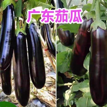 《广东茄子》紫茄/长茄/线茄都有/保质保量/欢迎来电合作