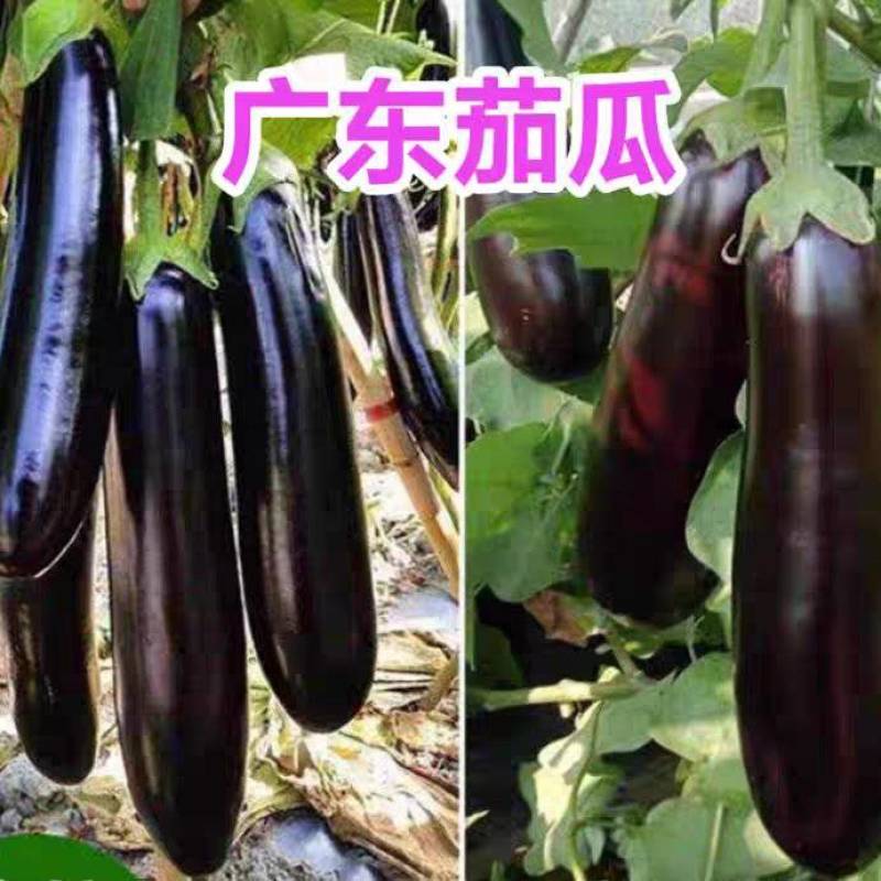 《广东茄子》紫茄/长茄/线茄都有/保质保量/欢迎来电合作