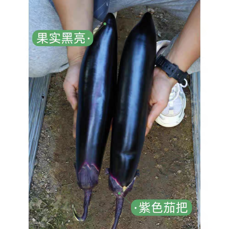 《广东茄子》紫茄/长茄/线茄都有/保质保量/欢迎来电合作