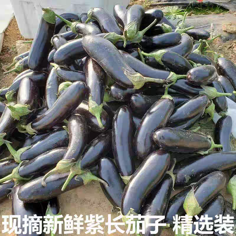 《广东茄子》紫茄/长茄/线茄都有/保质保量/欢迎来电合作