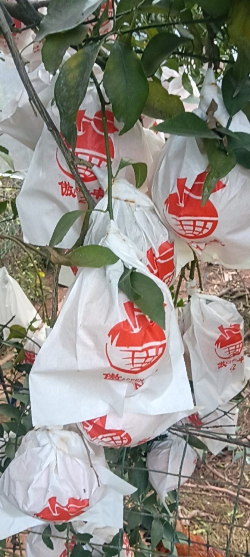 【耙耙柑】春见柑桔产地直销量大质优价格优惠一手货源