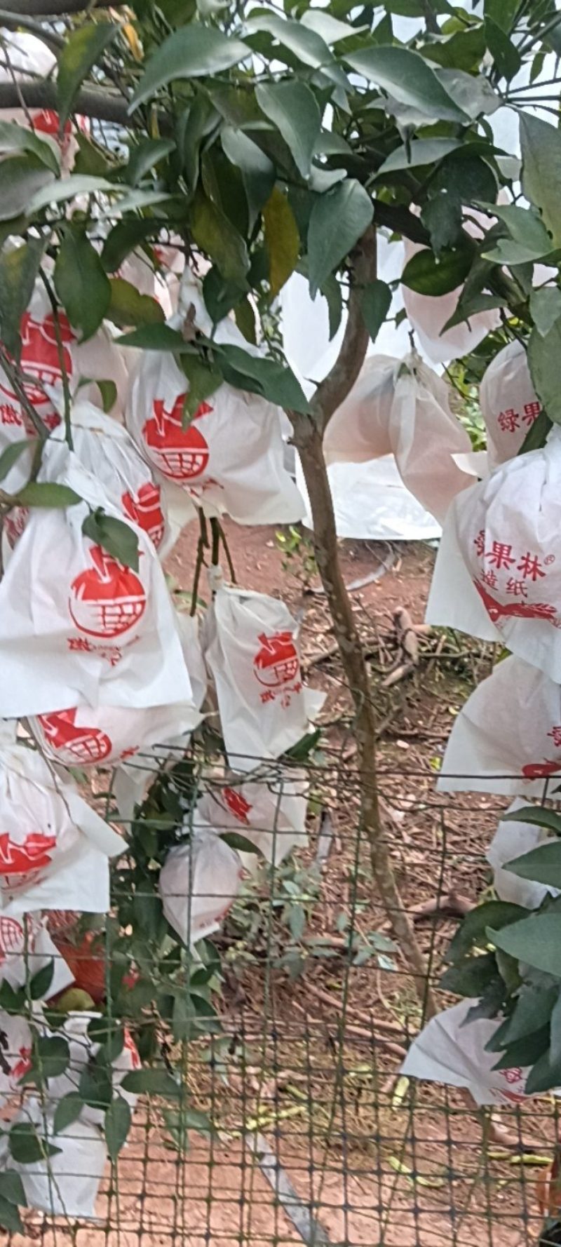 【耙耙柑】春见柑桔产地直销量大质优价格优惠一手货源