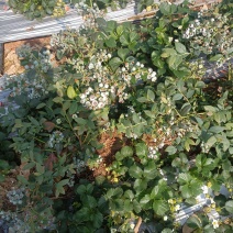 大凉山花香蓝莓