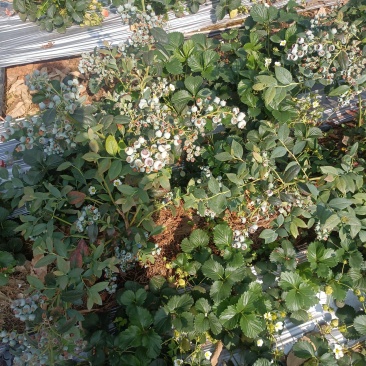 大凉山花香蓝莓