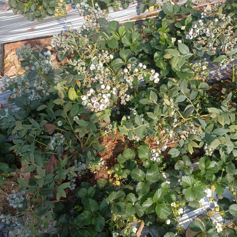 大凉山花香蓝莓
