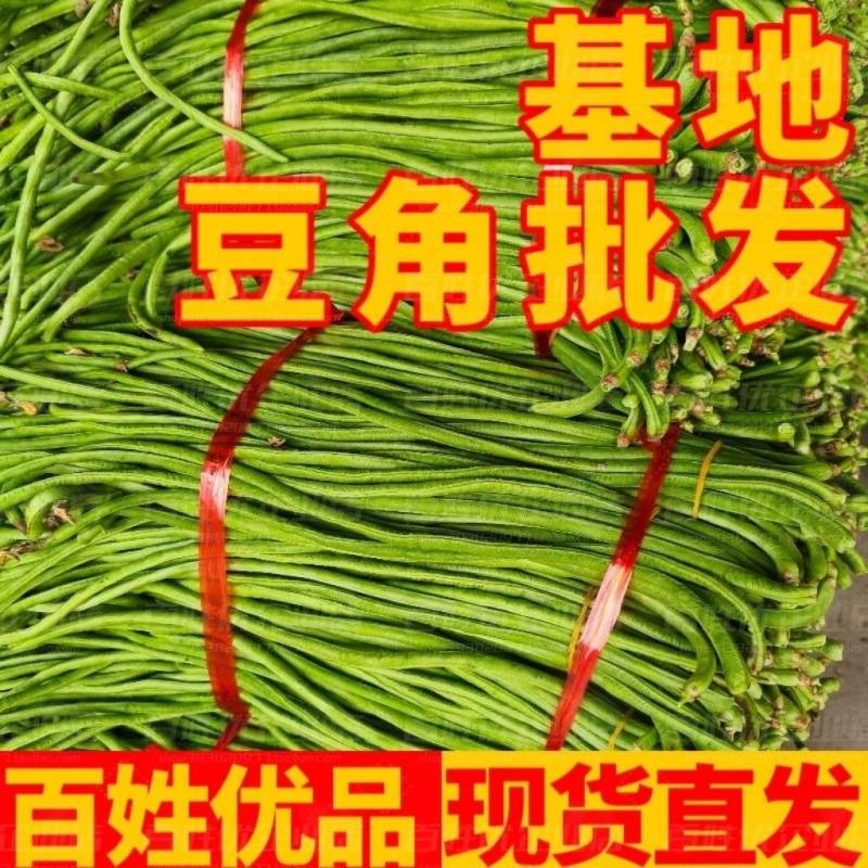 《广东豆角》青条豆角/长豆角/产地货源/保质保量