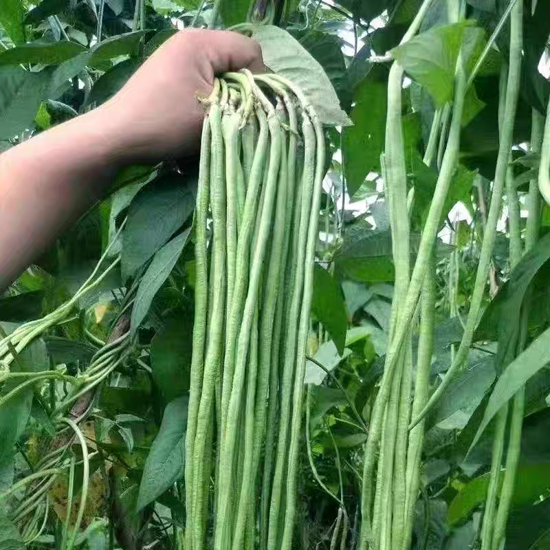 《广东豆角》青条豆角/长豆角/产地货源/保质保量