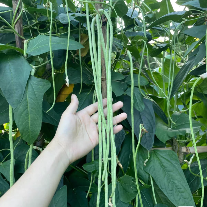 《广东豆角》青条豆角/长豆角/产地货源/保质保量