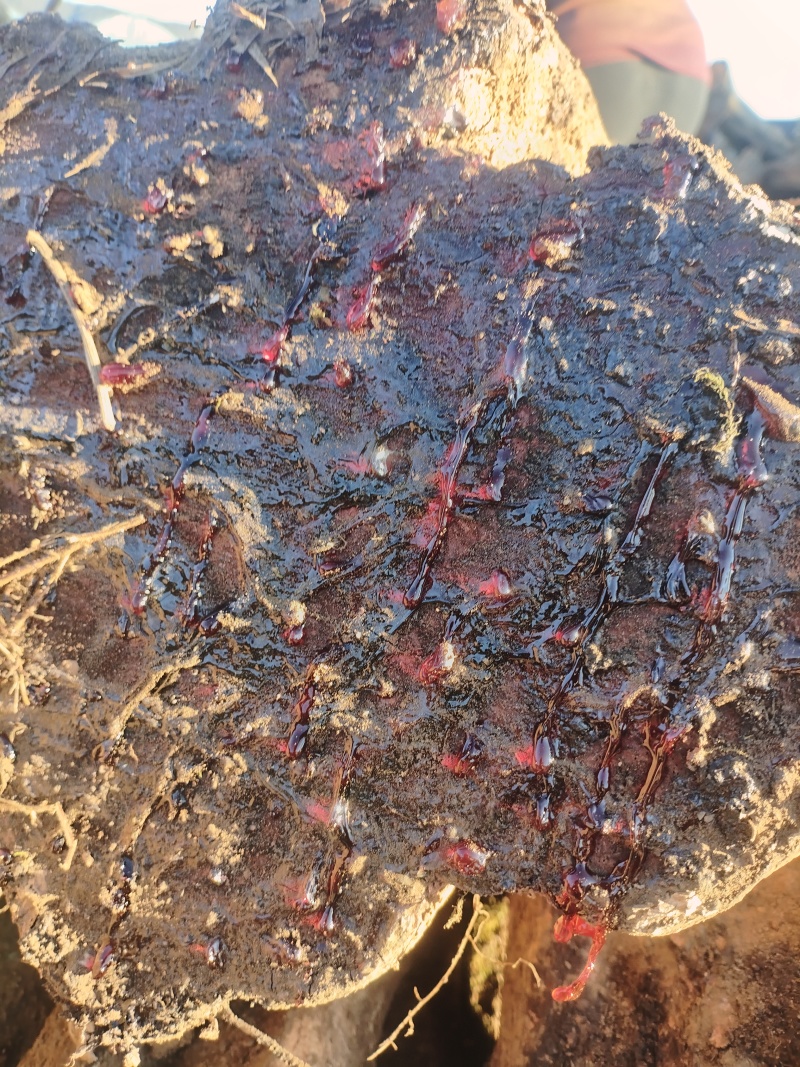 深山老林野生鸡血藤，粗大细小尺寸，血色红，肉色红，产地直发。