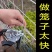 m钉绑笼钳子制作笼子M型钉扣鸡笼兔鸽子笼绑片组笼钳卡