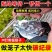 m钉绑笼钳子制作笼子M型钉扣鸡笼兔鸽子笼绑片组笼钳卡