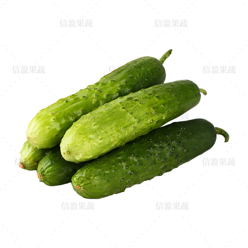 【脆爽口感】山东旱黄瓜果肉饱满对接市场商超欢迎来电