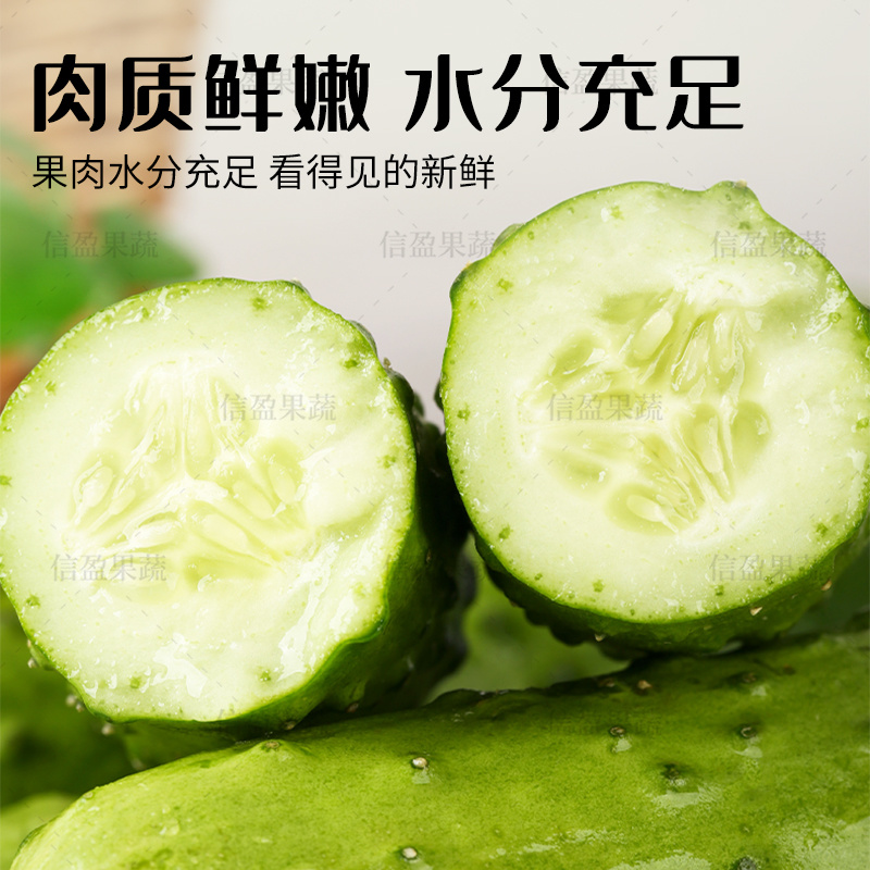 【脆爽口感】山东旱黄瓜果肉饱满对接市场商超欢迎来电