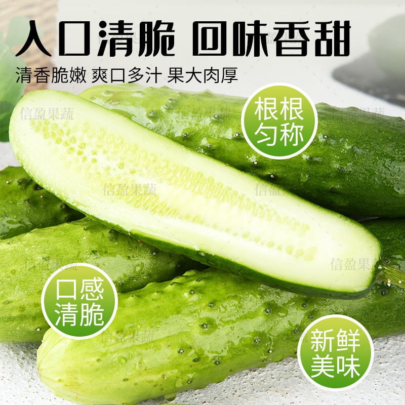 【脆爽口感】山东旱黄瓜果肉饱满对接市场商超欢迎来电