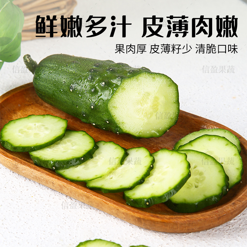 【脆爽口感】山东旱黄瓜果肉饱满对接市场商超欢迎来电