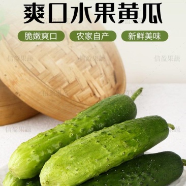 【一件代发】山东旱黄瓜脆嫩多汁自然清香新鲜直达