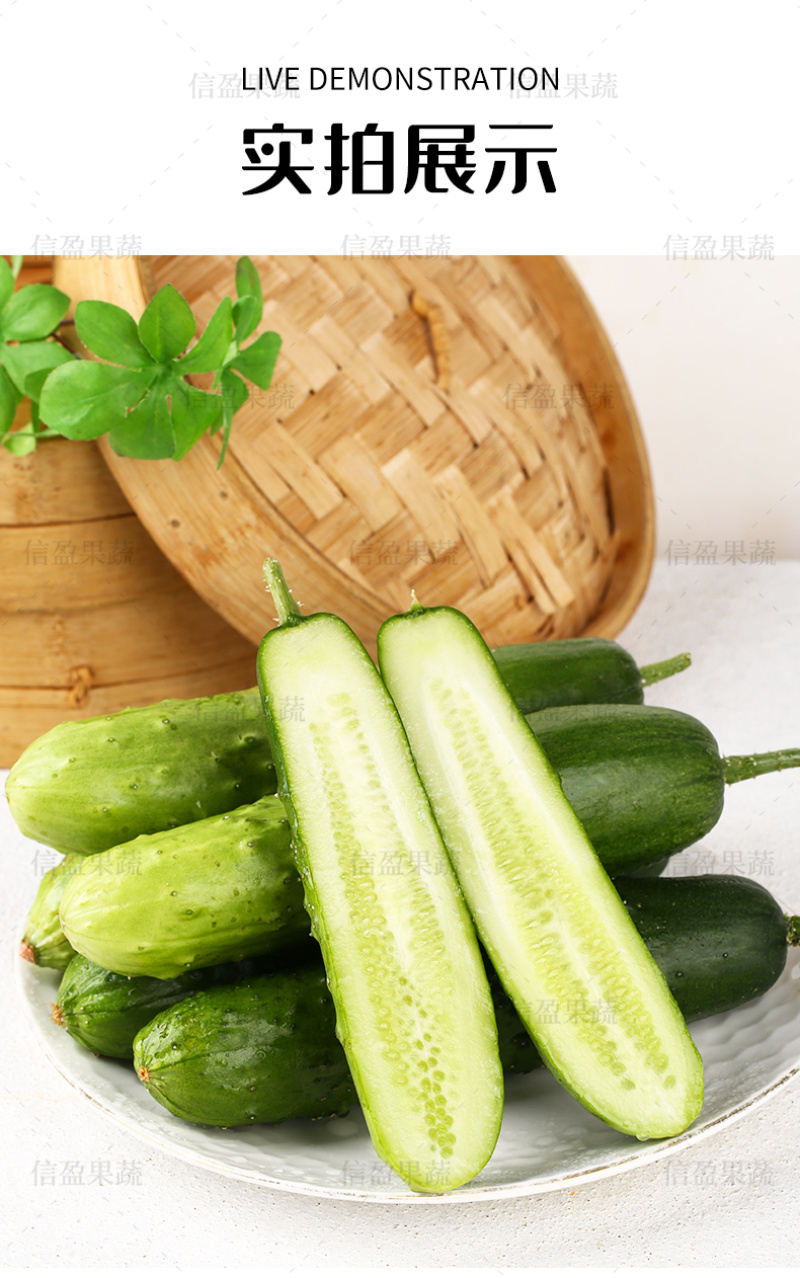 【一件代发】山东旱黄瓜脆嫩多汁自然清香新鲜直达