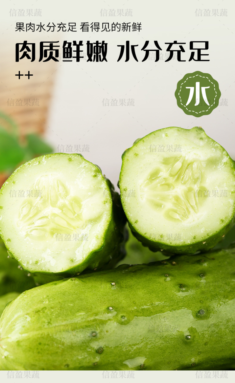 【一件代发】山东旱黄瓜脆嫩多汁自然清香新鲜直达