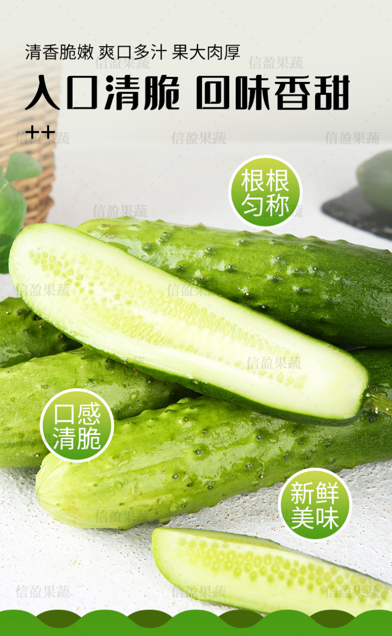 【一件代发】山东旱黄瓜脆嫩多汁自然清香新鲜直达