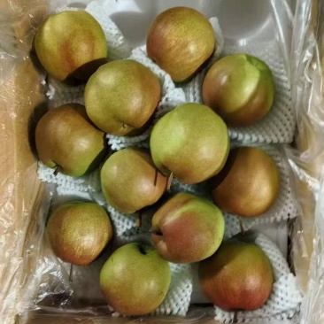 【实力】赵县玉露香梨大量供应中皮薄个大全国批发欢迎选购