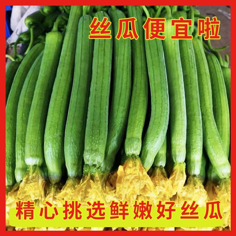 山东潍坊寿光鲜花丝瓜对接市场商超电商可一件代发