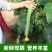 山东潍坊寿光鲜花丝瓜对接市场商超电商可一件代发