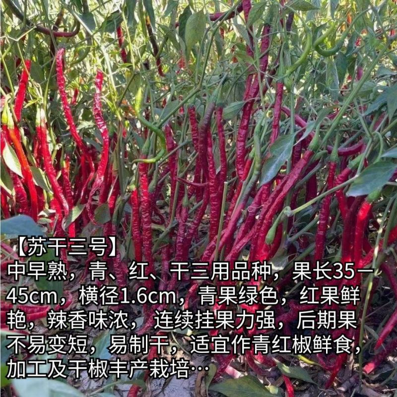 苏干二号长线椒种子高产辣味浓香青红干鲜多用型顺直线椒种子