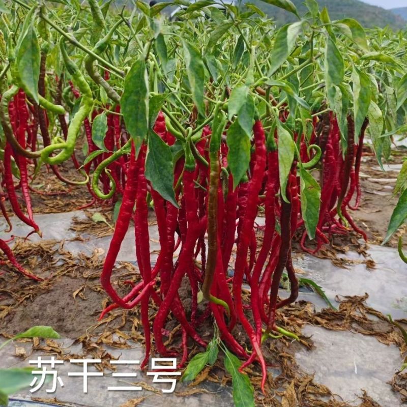 苏干二号长线椒种子高产辣味浓香青红干鲜多用型顺直线椒种子