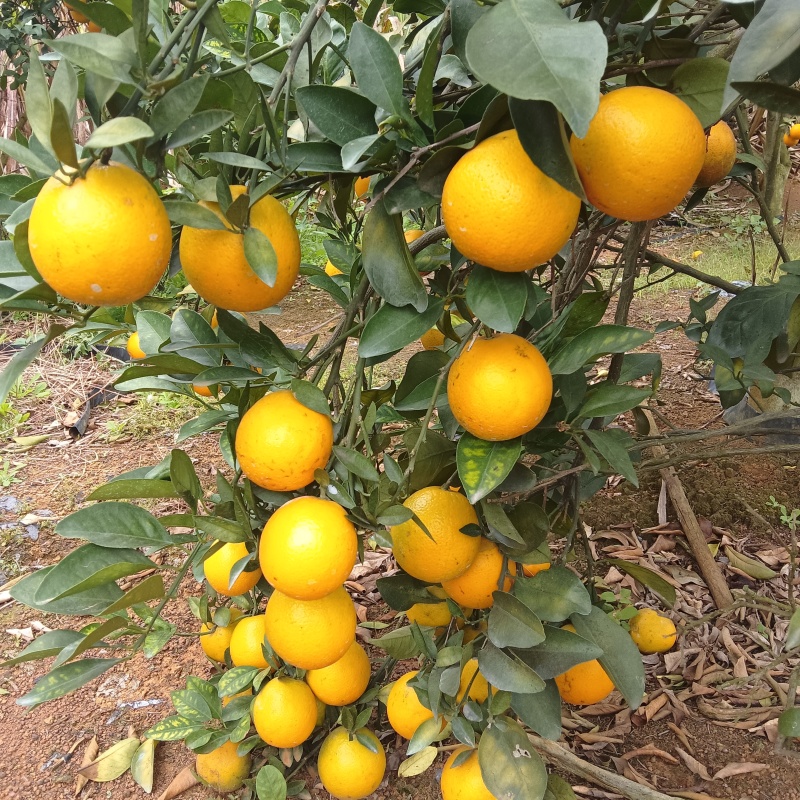 红江橙