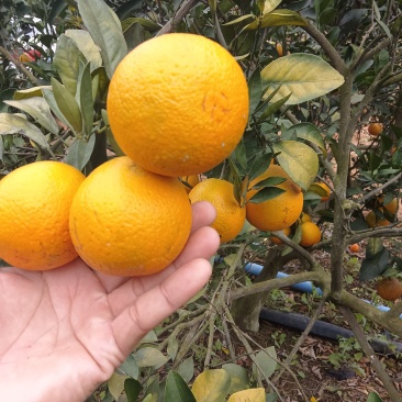 红江橙