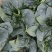 波菜大掉价散头波菜大量有货支持全国电商市场菠菜大量上市中