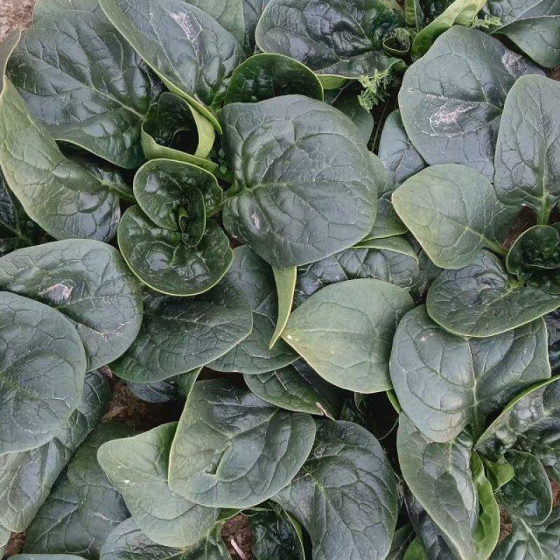 波菜大掉价散头波菜大量有货支持全国电商市场菠菜大量上市中