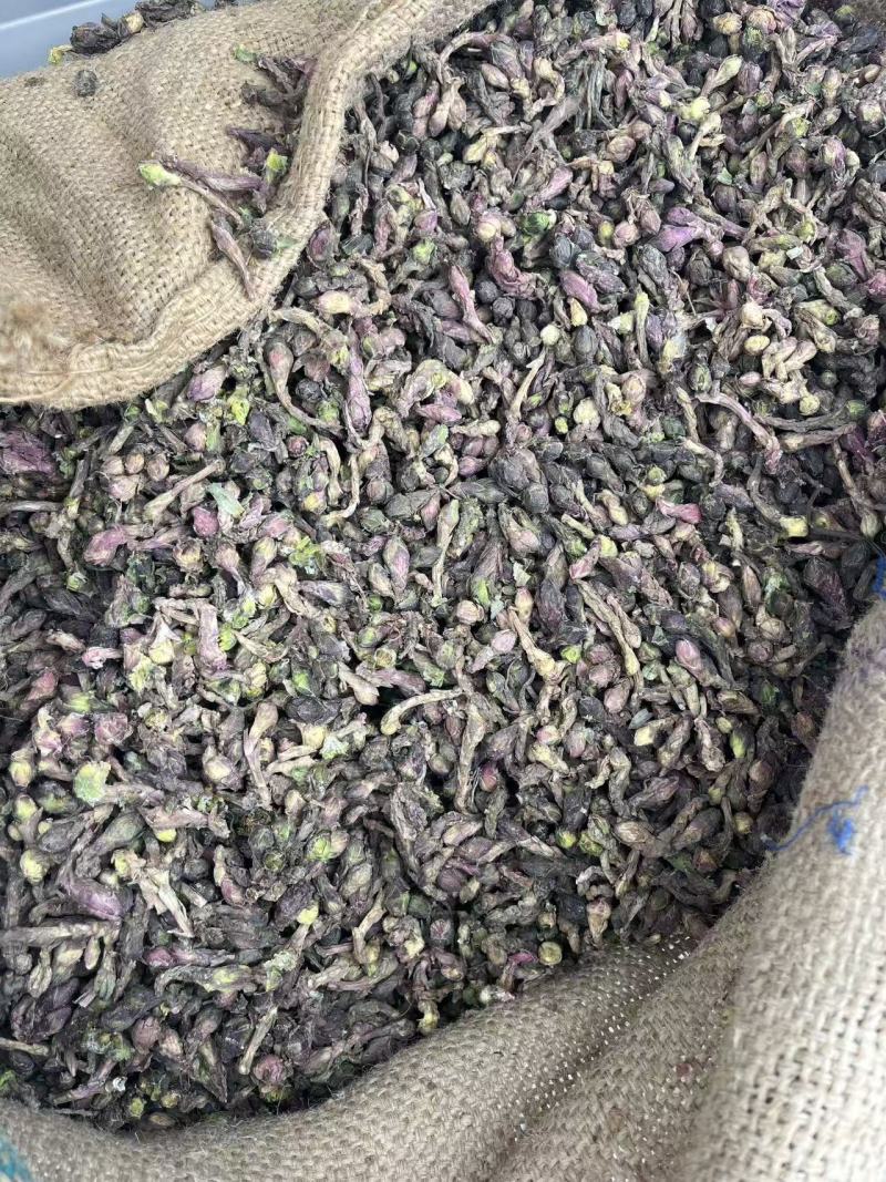款冬花，产地甘肃陇南
