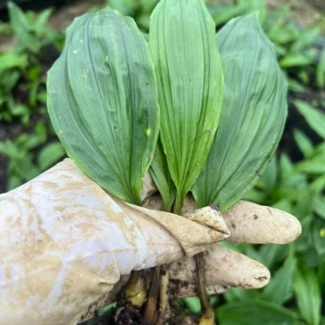 毛慈菇种苗