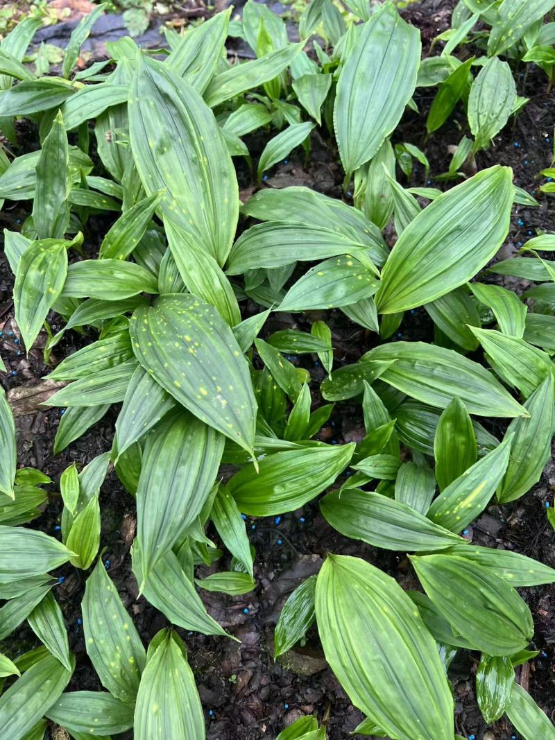毛慈菇种苗