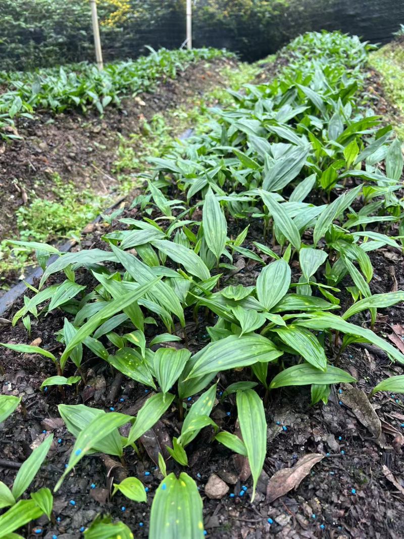 毛慈菇种苗