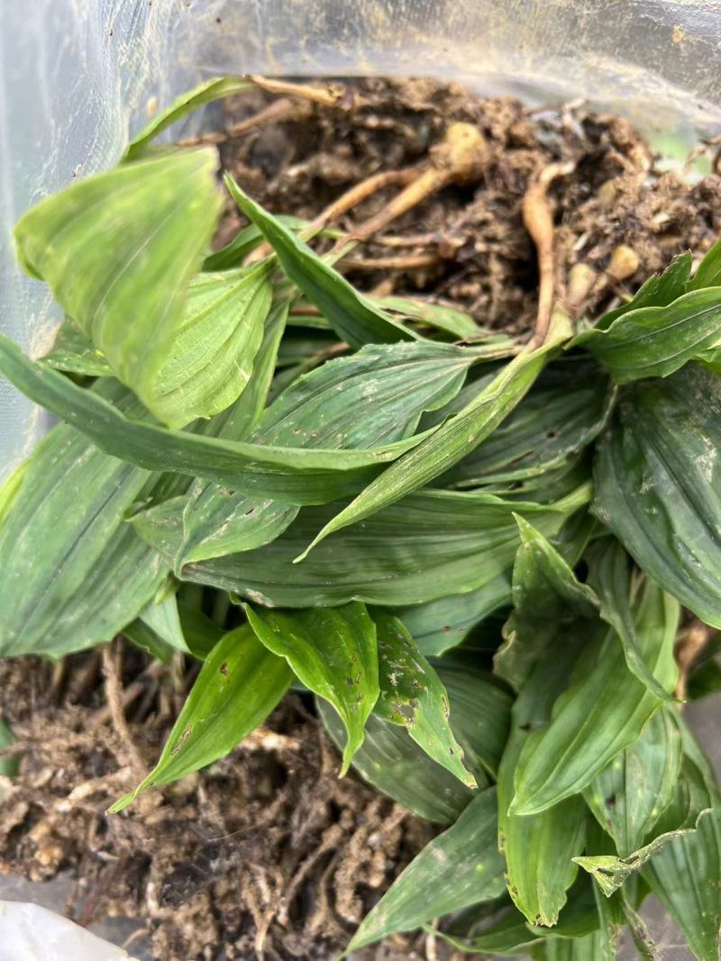 毛慈菇种苗