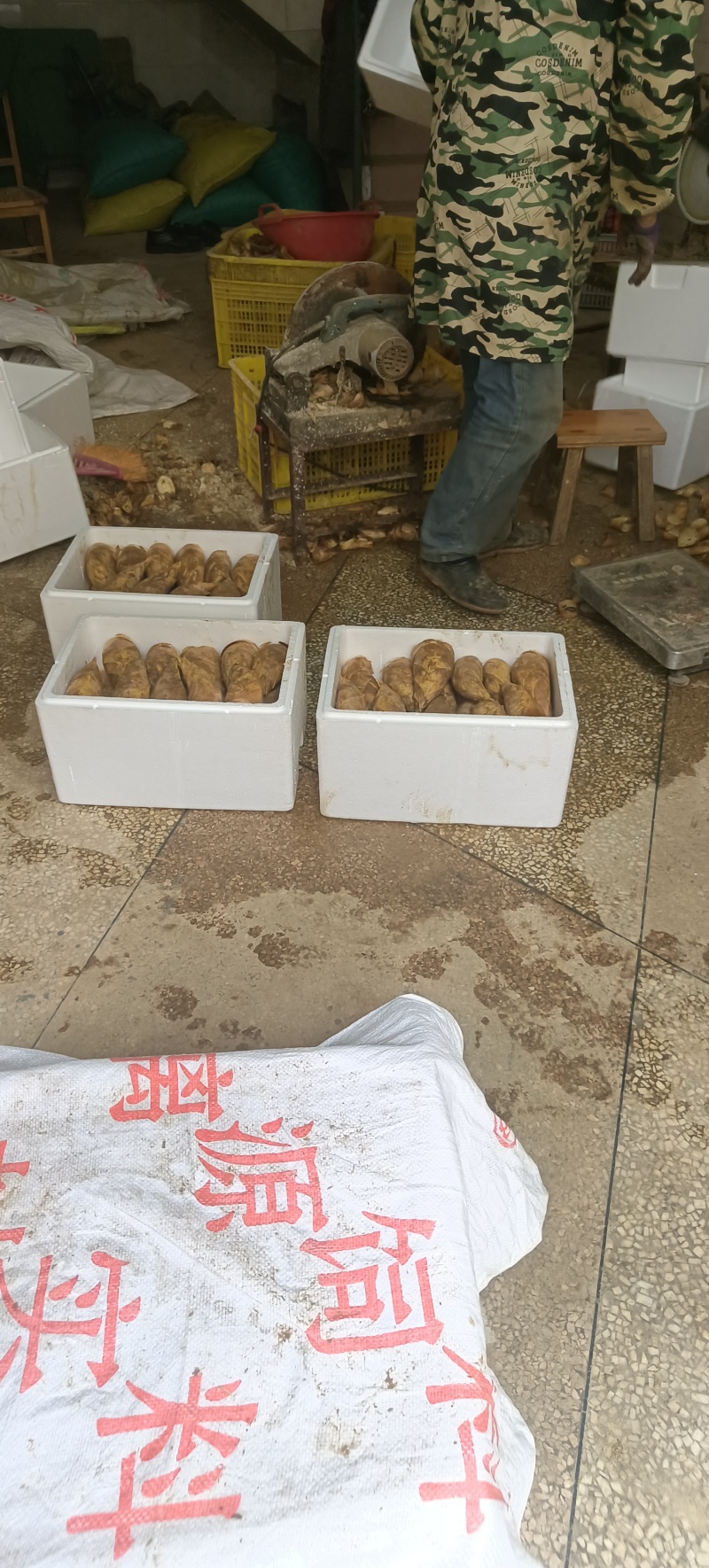 黄泥冬笋，广西柳州，大山深处出品，品质保证，现挖现发