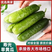 【脆爽口感】山东旱黄瓜果肉饱满对接市场商超欢迎来电
