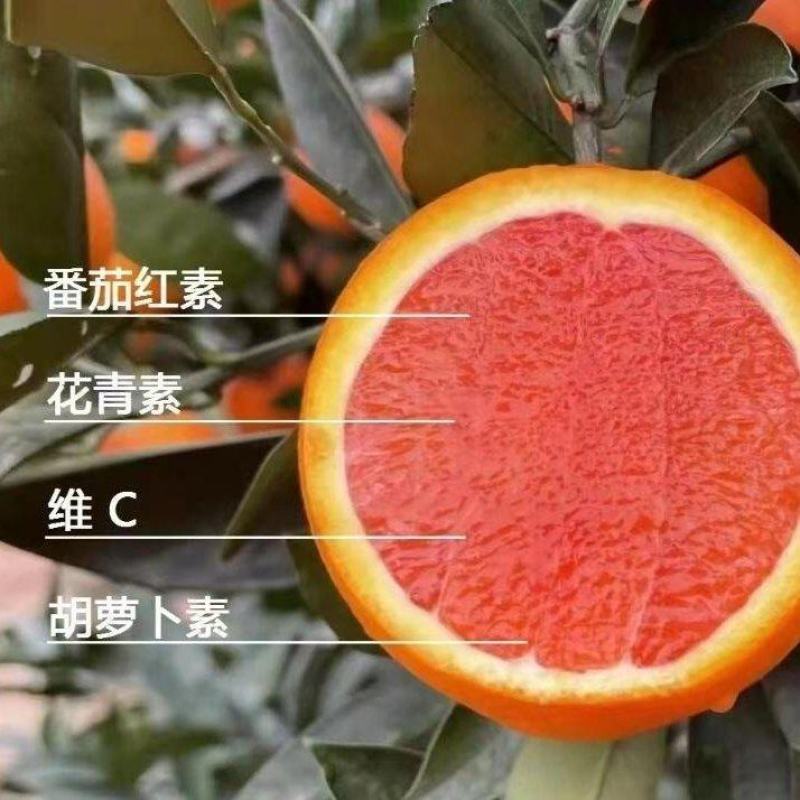 中华红橙爆汁血橙产地大量供应中，电商平台团购市场一线对接