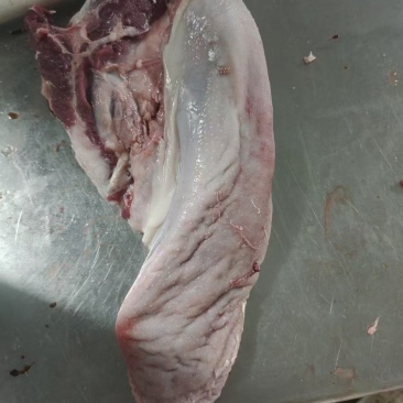 猪口条