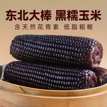 8棒280g/棒25年新玉米东北黑糯玉米黏甜真空装非转基