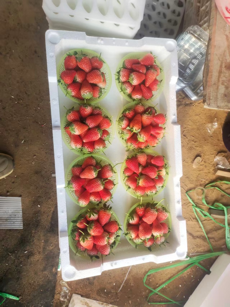 山东青岛草莓上市产地直发，品种齐全，保质保量支持一件代发