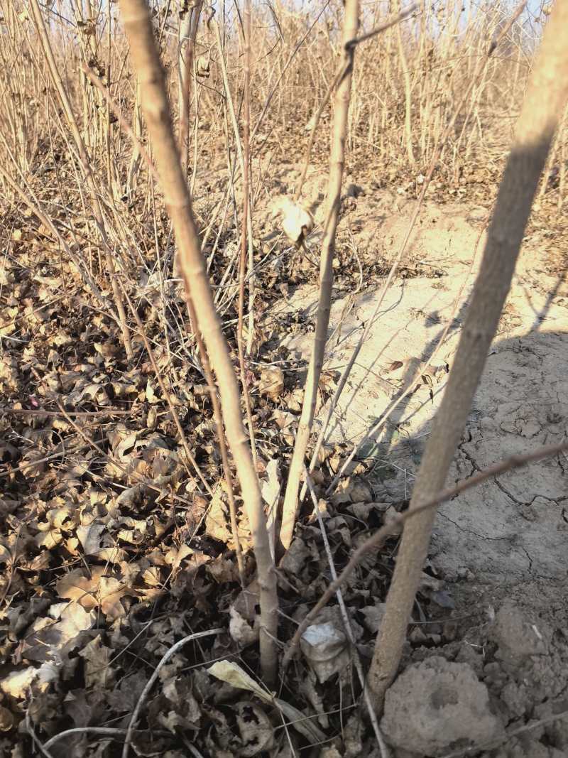精品五角枫小苗，苗圃直发，诚信经营，可视频看货，欢迎选购