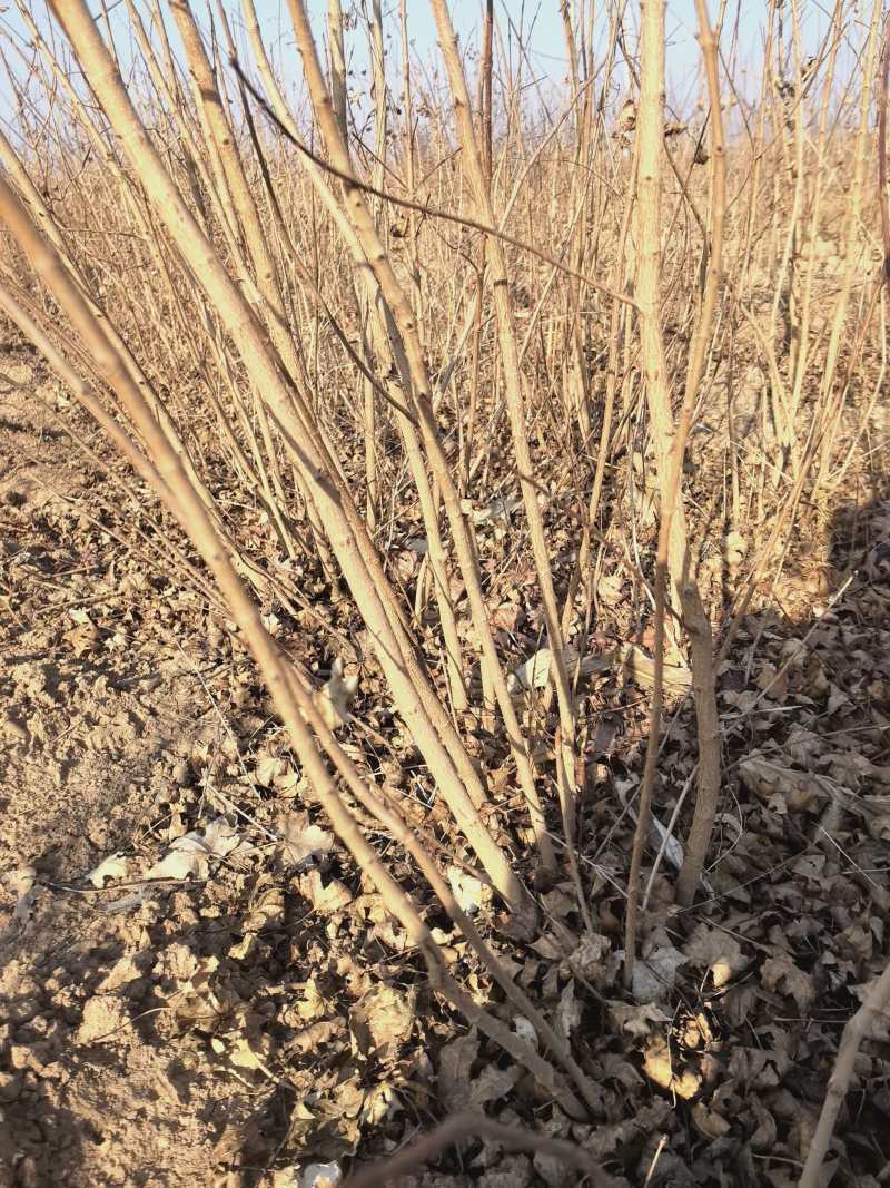 精品五角枫小苗，苗圃直发，诚信经营，可视频看货，欢迎选购